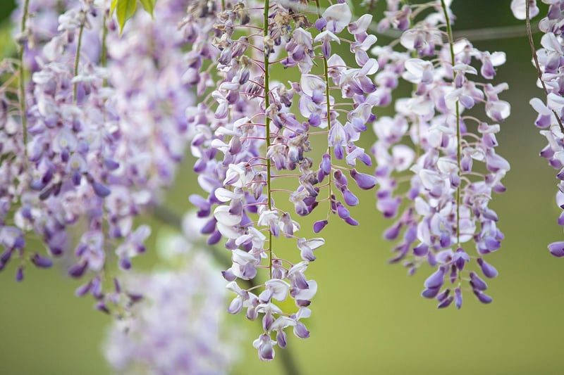 Unique Hanging Gardens